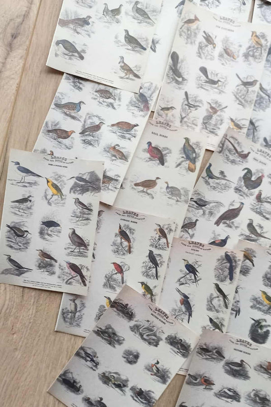 42 Adet Eskitme Vintage Kitap Sayfası Kuş Temalı Scrapbook Kağıt Seti Bullet Journal Dekupaj Kağıdı