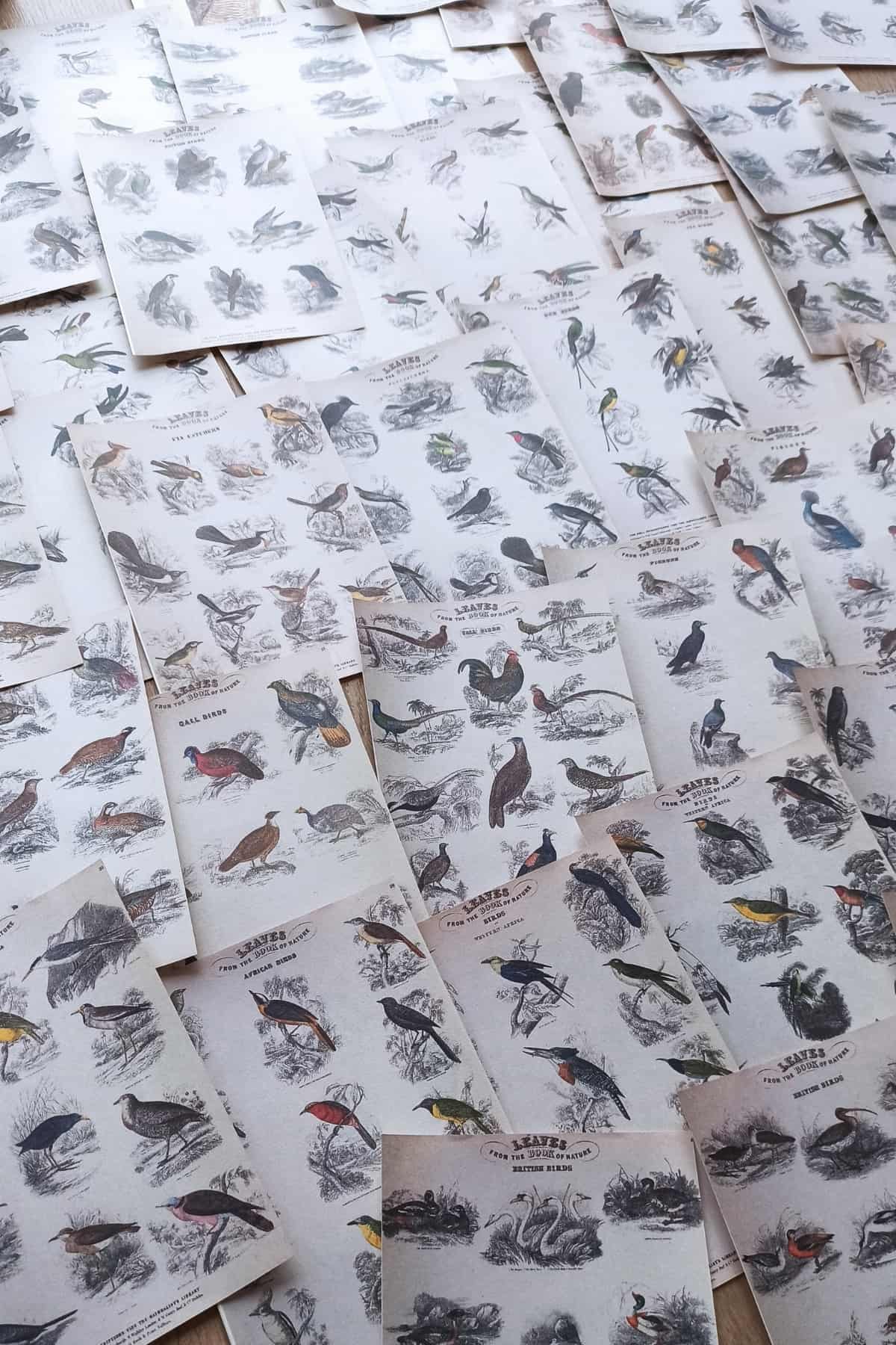 42 Adet Eskitme Vintage Kitap Sayfası Kuş Temalı Scrapbook Kağıt Seti Bullet Journal Dekupaj Kağıdı