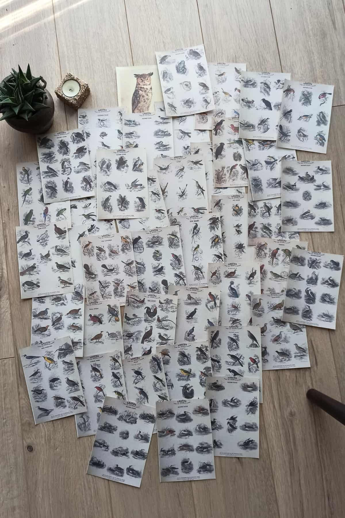 42 Adet Eskitme Vintage Kitap Sayfası Kuş Temalı Scrapbook Kağıt Seti Bullet Journal Dekupaj Kağıdı