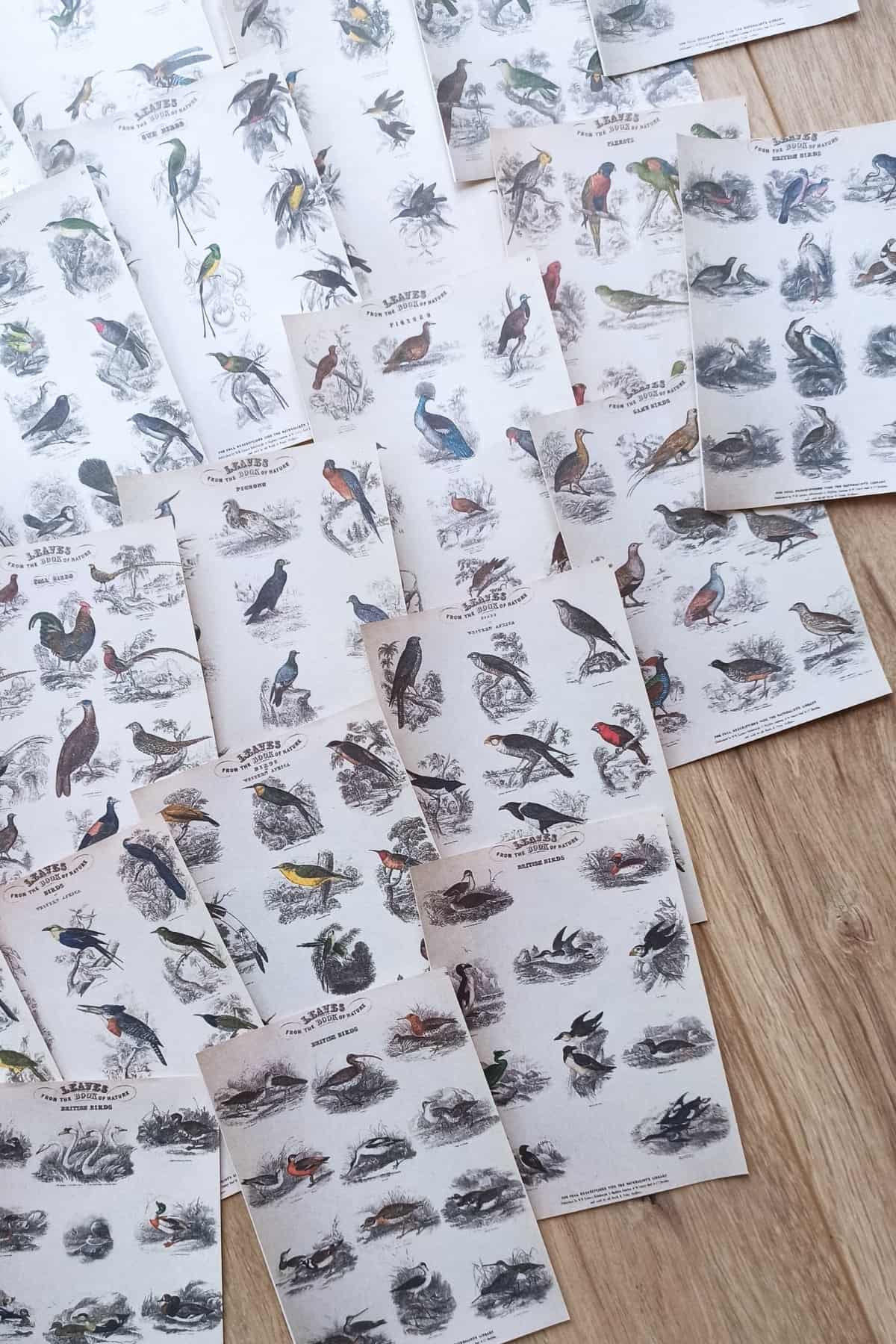 42 Adet Eskitme Vintage Kitap Sayfası Kuş Temalı Scrapbook Kağıt Seti Bullet Journal Dekupaj Kağıdı