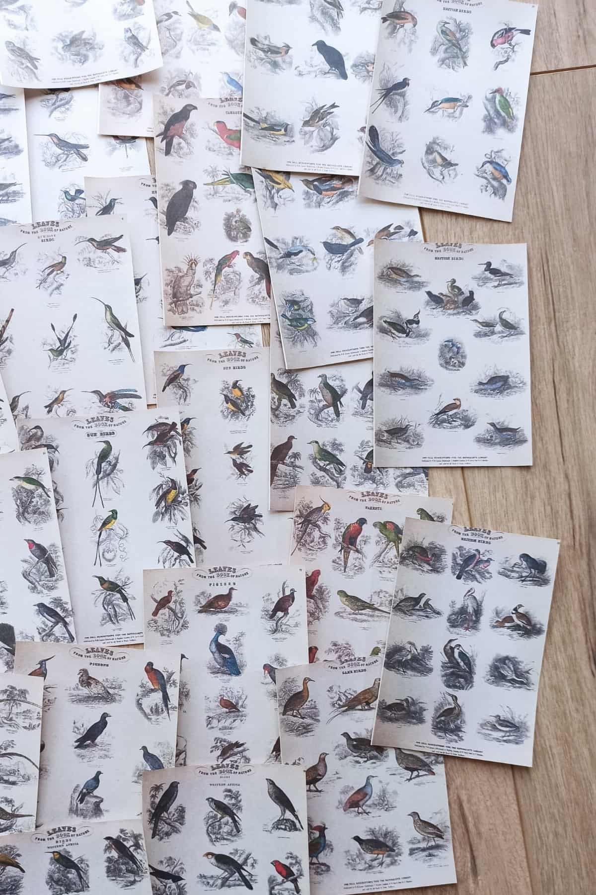 42 Adet Eskitme Vintage Kitap Sayfası Kuş Temalı Scrapbook Kağıt Seti Bullet Journal Dekupaj Kağıdı