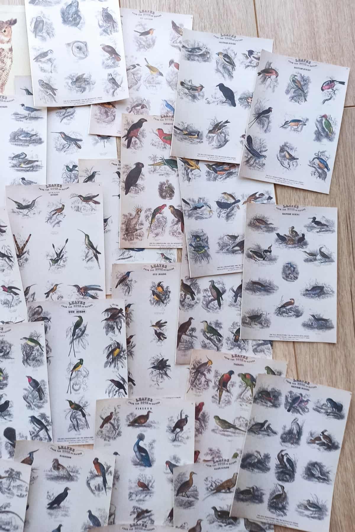 42 Adet Eskitme Vintage Kitap Sayfası Kuş Temalı Scrapbook Kağıt Seti Bullet Journal Dekupaj Kağıdı