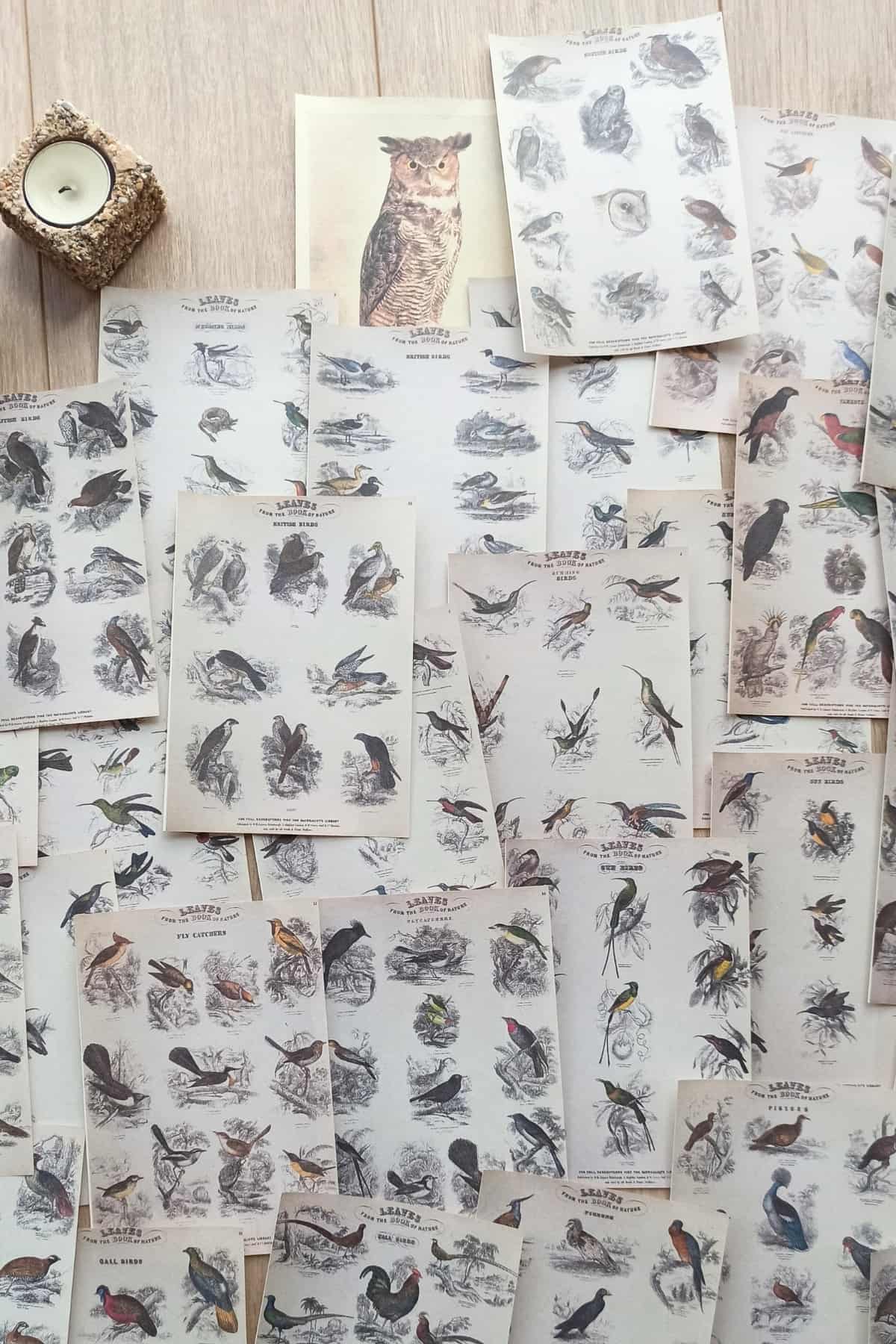 42 Adet Eskitme Vintage Kitap Sayfası Kuş Temalı Scrapbook Kağıt Seti Bullet Journal Dekupaj Kağıdı