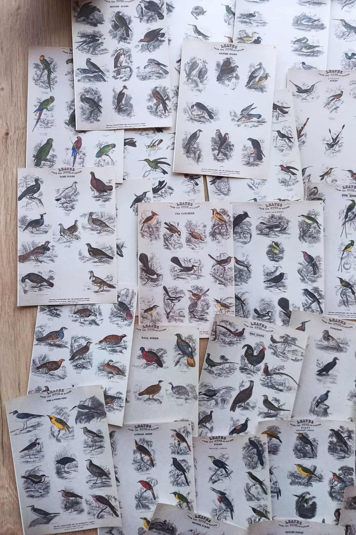 42 Adet Eskitme Vintage Kitap Sayfası Kuş Temalı Scrapbook Kağıt Seti Bullet Journal Dekupaj Kağıdı