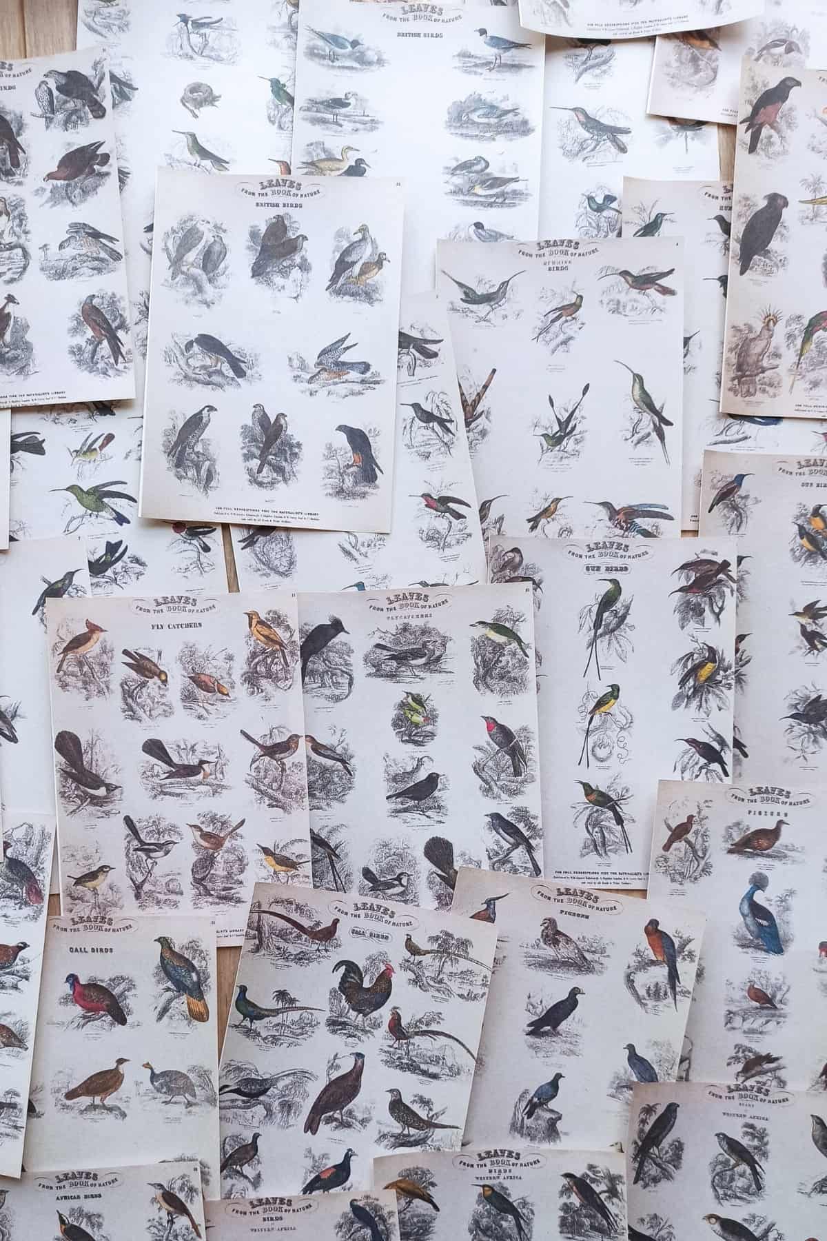 42 Adet Eskitme Vintage Kitap Sayfası Kuş Temalı Scrapbook Kağıt Seti Bullet Journal Dekupaj Kağıdı