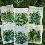 20 Adet Şeffaf Akçaağaç Yaprak Sticker Seti Bullet Journal Scrapbook Şeffaf Sticker Laptop Ajanda